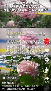 网友力挺“娇龙”命名月季新品！这场征名为何引发情...