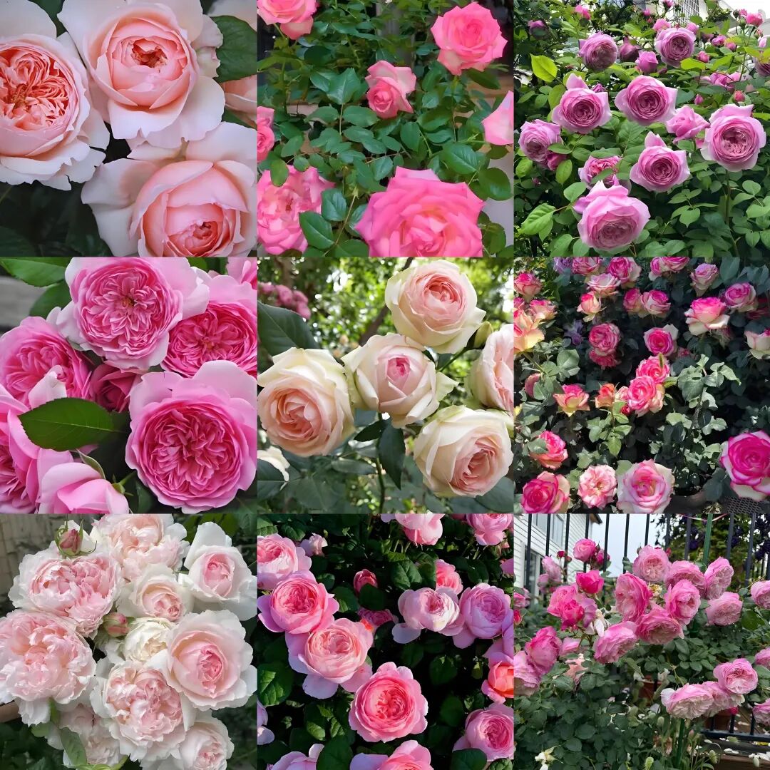 网友力挺&ldquo;娇龙&rdquo;命名月季新品！这场征名为何引发情感共鸣？（images 2）