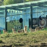 &ldquo;低头族&rdquo;父母的代价：17个月宝宝伸手逗狼，瞬间被咬！