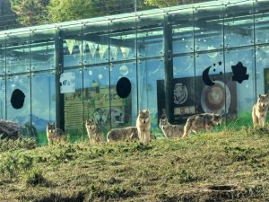 “低头族”父母的代价：17个月宝宝伸手逗狼，瞬间被咬！