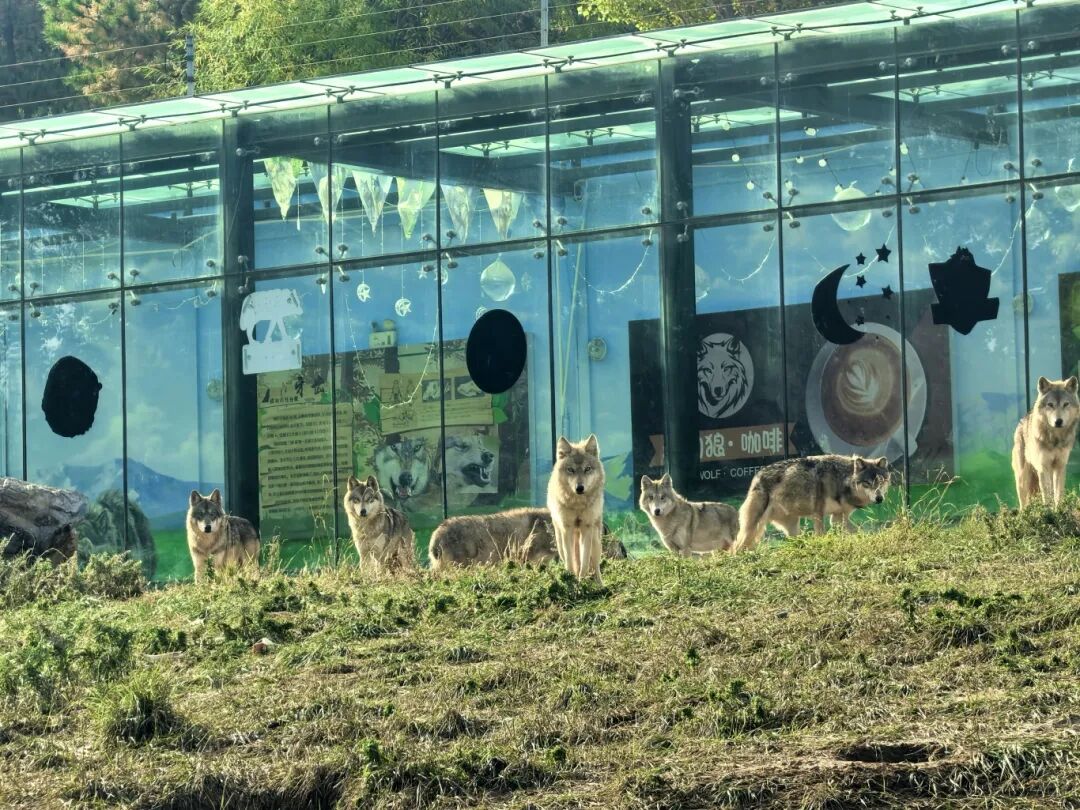 &ldquo;低头族&rdquo;父母的代价：17个月宝宝伸手逗狼，瞬间被咬！（images 1）